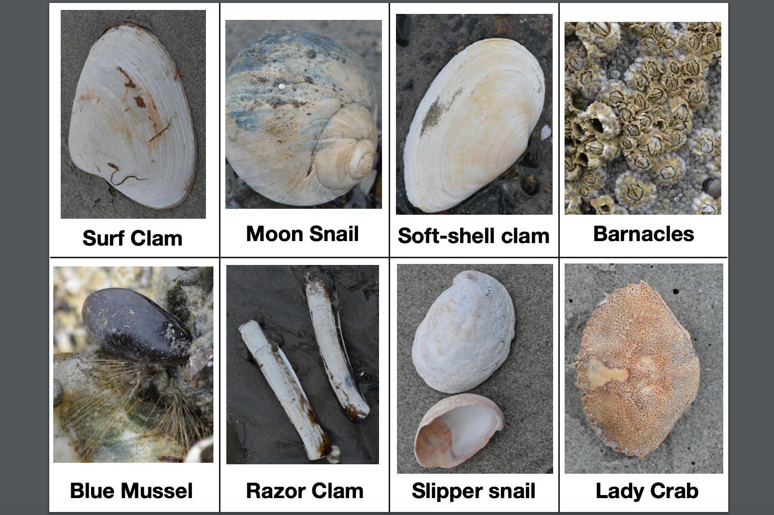 ShellMatchingGame
