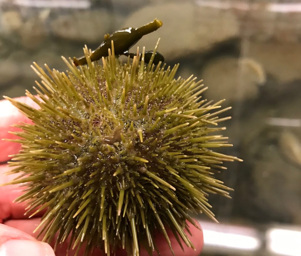 Close up of a spiny sea urchin 