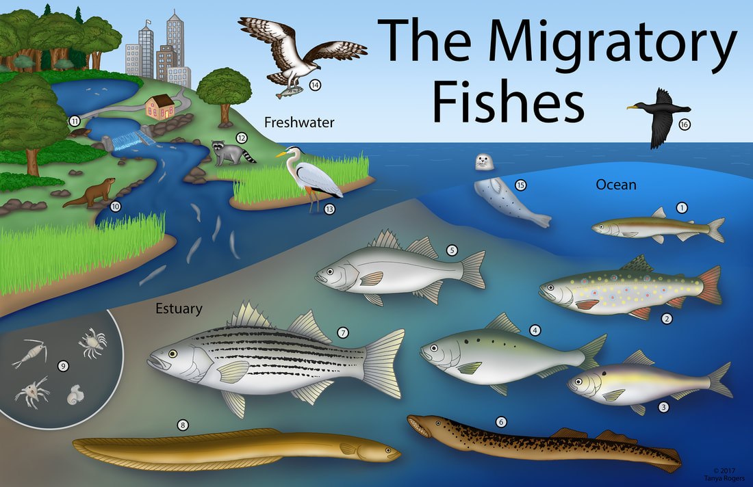migratory-fishes-color-smaller orig