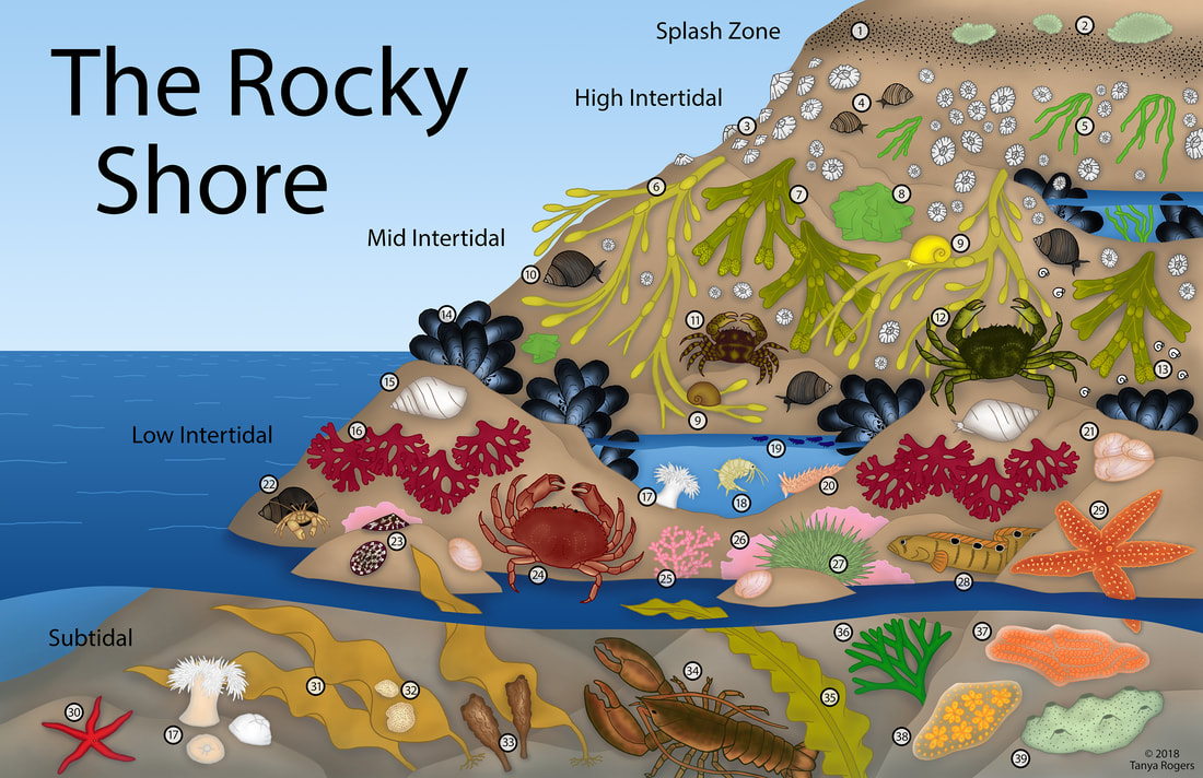 rocky-shore-color-update-smaller orig