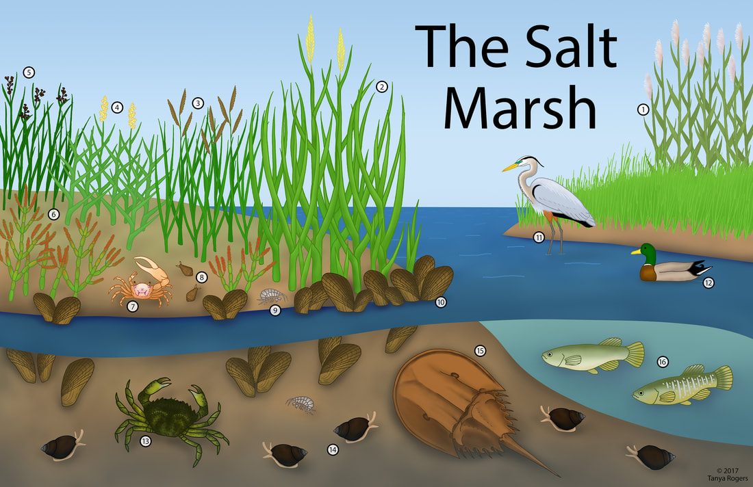salt-marsh-color-smaller orig (1)