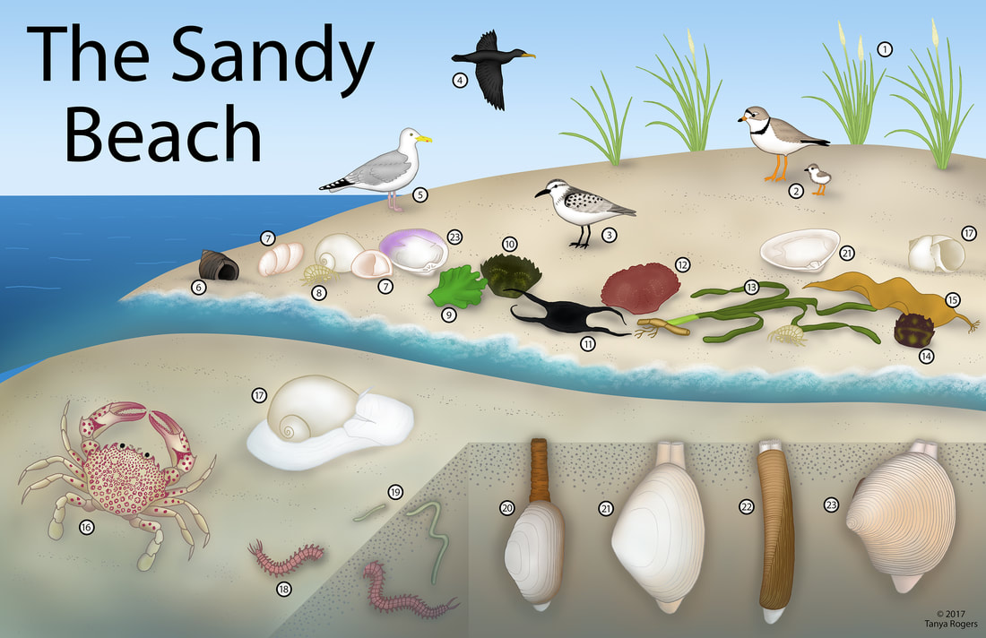 sandy-beach-color-smaller orig