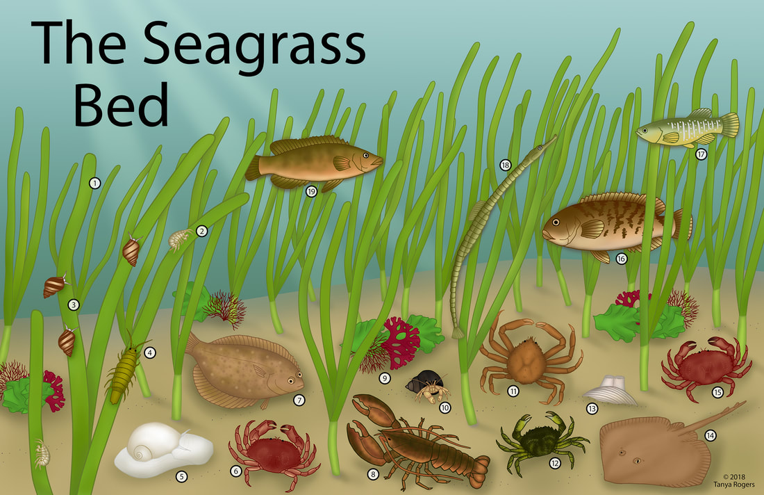 seagrass-color-smaller orig