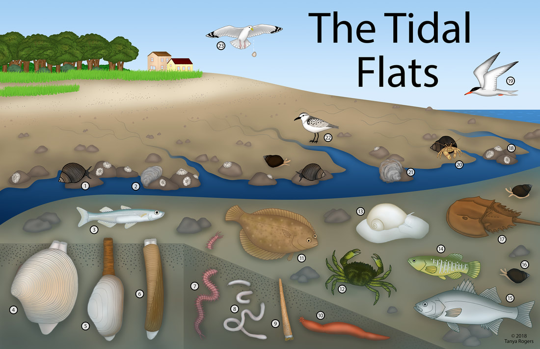 tidal-flats-color-smaller orig (1)