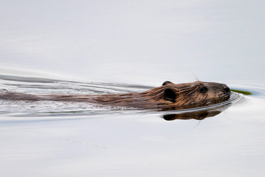 beaver 1400