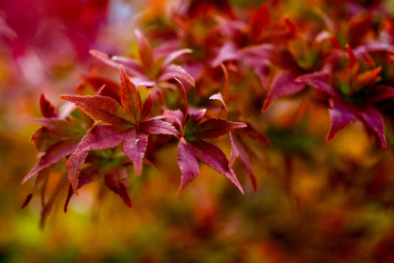 The Best Leaf-peeping Spots in Boston? Start with Northeastern’s Campus Arboretum