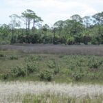 hughes mangrove3.jpeg