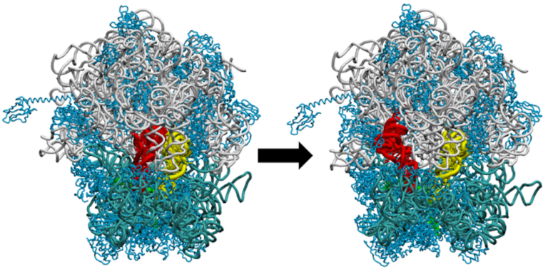 The Ribosome: Is it the Key to the Next Generation of Antibiotic Therapies?