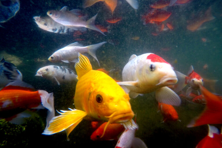 Don’t worry about the koi fish on campus this winter–they’re just chilling