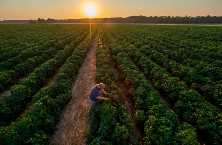 Co-op and COVID: Working at Indigo Agriculture