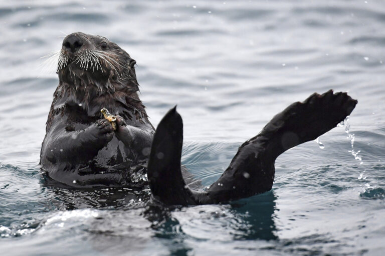 Sea otters are a lifeline for reefs in a changing ocean