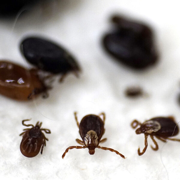 close up photo of ticks