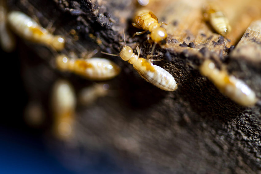 close up of termites on wood