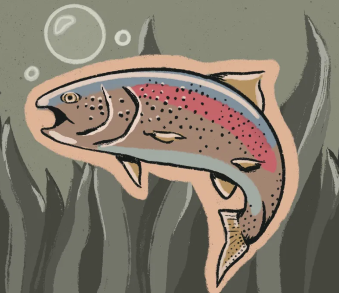 graphic of a salmon