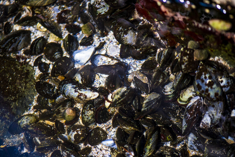 If we don’t halt climate change, the world’s oceans may never be the same.
