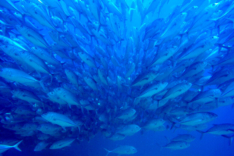 To safeguard key coastal ecosystems, this scientist starts by talking to the local anglers