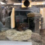 hummingbird bobtail squid