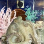 California two spot octopus in decorated tank