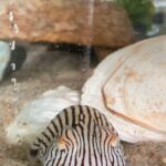 striped pyjama squid sitting in a tank