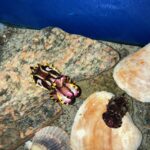 flamboyant cuttlefish in tank