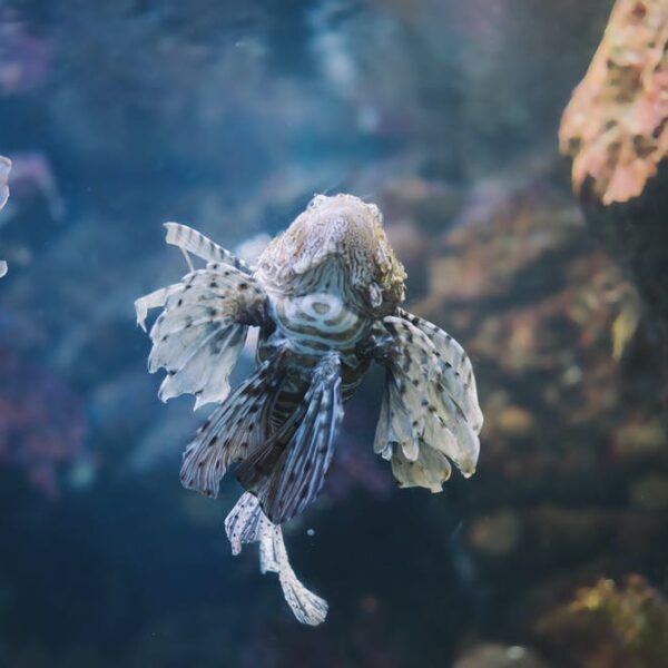 stock photo of cephalopod