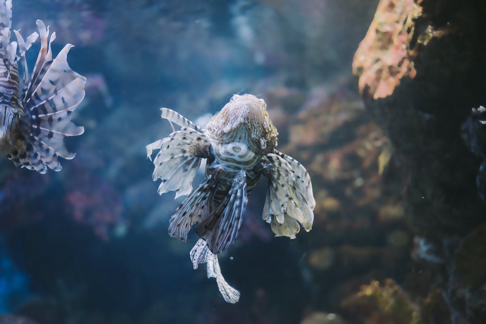 stock photo of lionfish