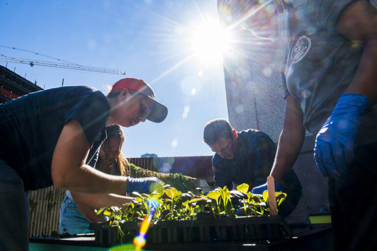 A vegetable garden grows on the Boston campus