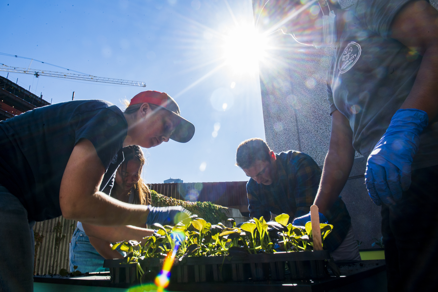 Students planting crops at Northeastern's on-campus garden.