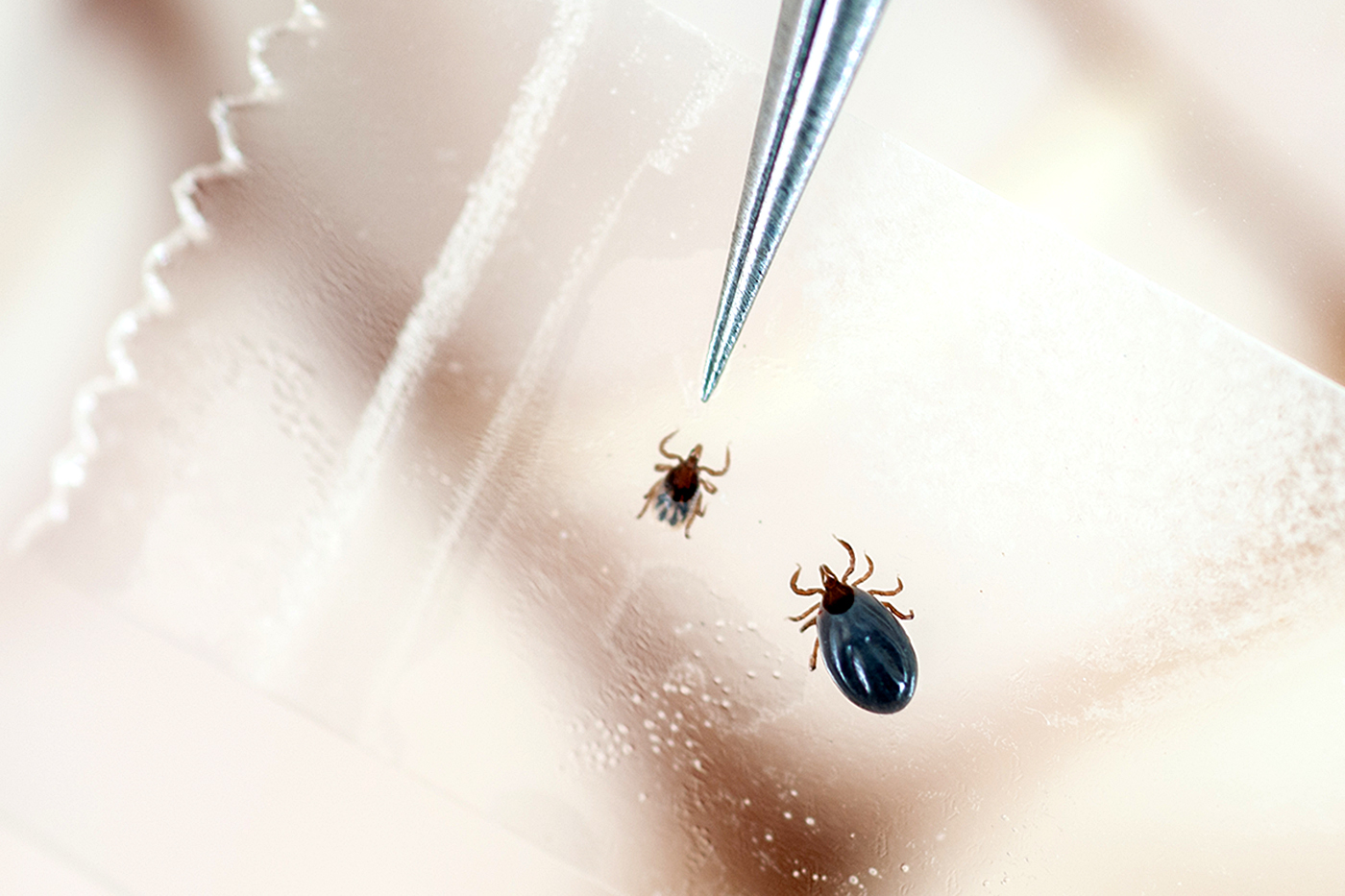 Tweezers pointing to a tick while doing Lyme disease research in College Park, Maryland, USA