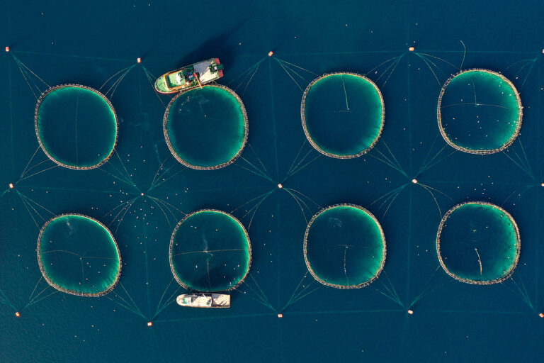 What COVID-19 can teach fish farmers