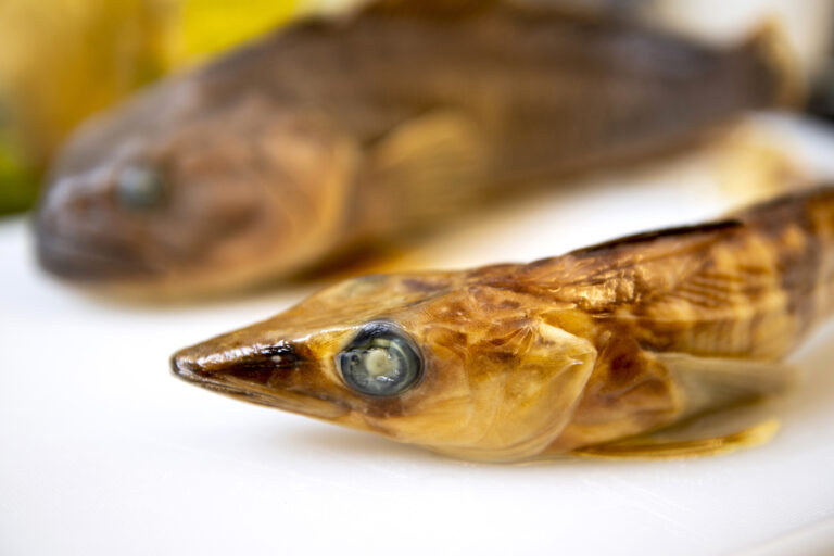 What happens to decades of deep-sea specimens when a scientist retires? They might not end up in the trash–anymore.