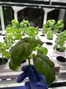 a gloved hand holds a green basic plant. Numerous basil plants are in the background located under a heat lamp