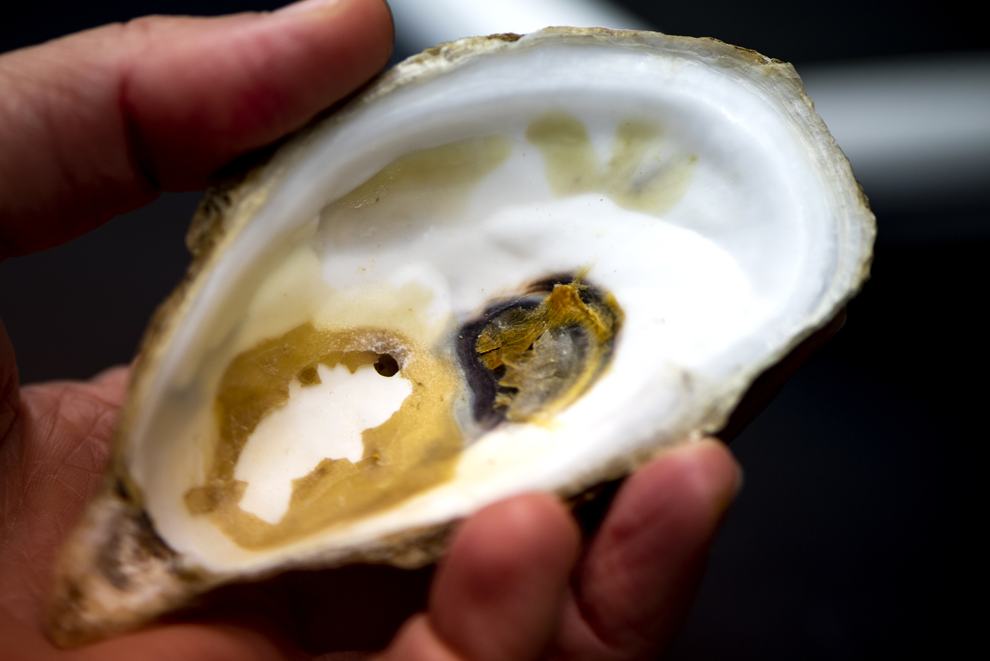 a hand holding an oyster