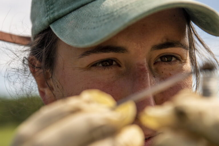 Northeastern Student Probes Environmental Changes in Spartina Grass, Salt Marsh Hero