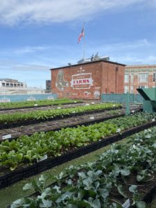 fenway farms withe rows of growing plants in front