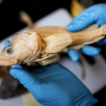 gloved hands hold a preserved fish in the lab