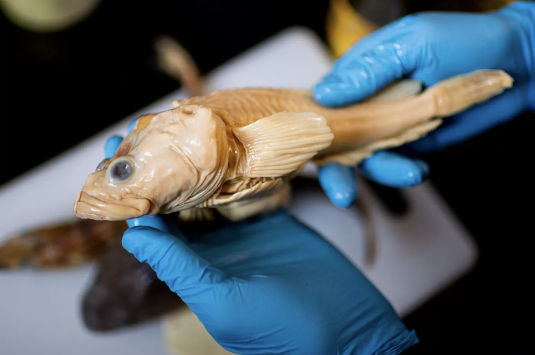gloved hands hold a preserved fish in the lab