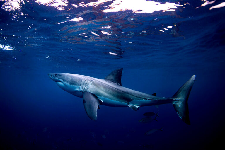 Shark Week, The ‘Jaws Effect’ and how more Great Whites in the water are changing human behavior