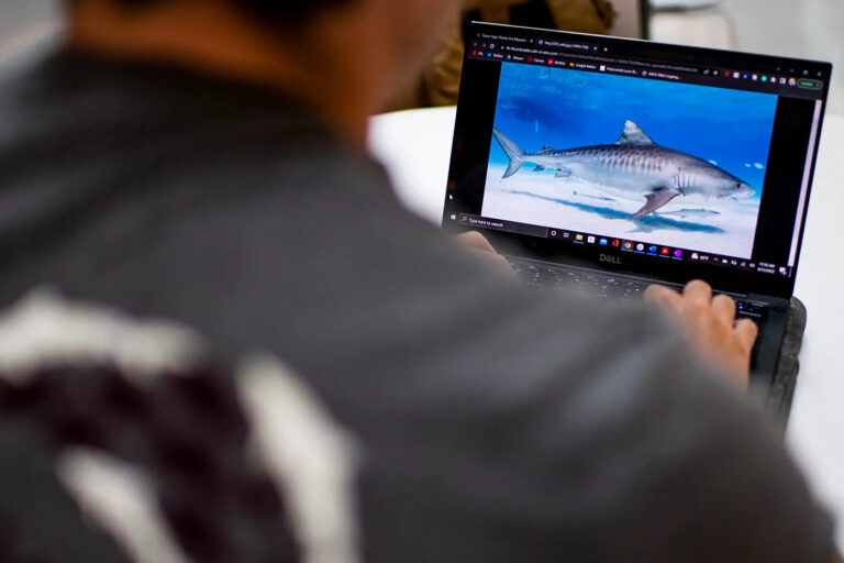 Why are we seeing so many sharks? When is it OK to hunt them?