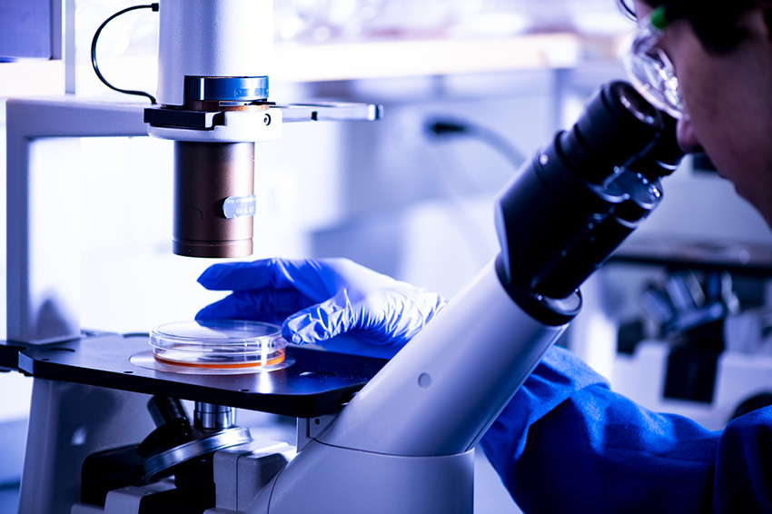 Scientist looks at a sample in a petri dish through a microscope