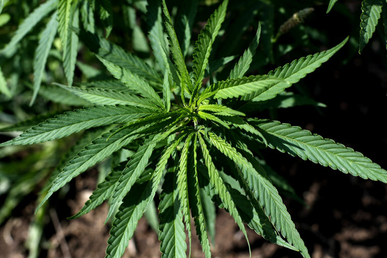 Hemp production could be a sustainable economic future for indigenous communities, but barriers remain
