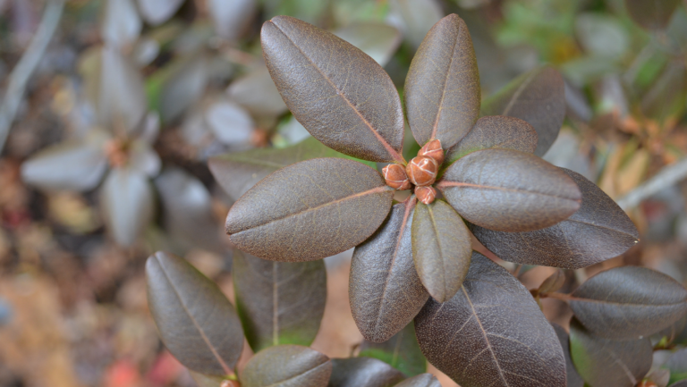 The Mathematical Patterns Hidden in Northeastern’s Arboretum