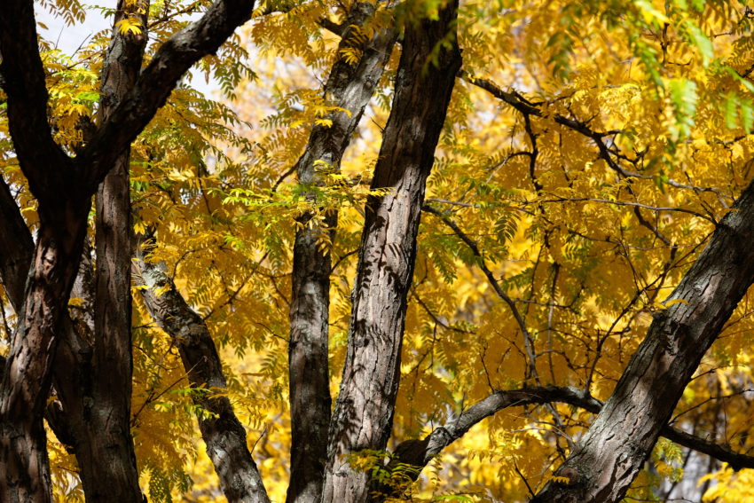 Trees with yellow leaves