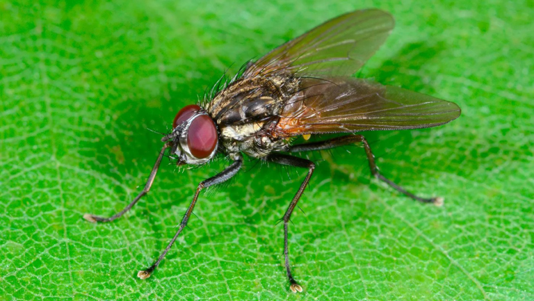 Are insects doomed? New paper shows added threat of climate change