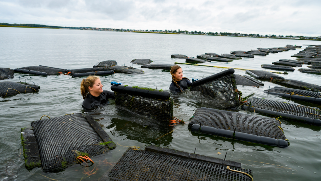 Northeastern students find ‘pearls’ harvesting oysters in Maine