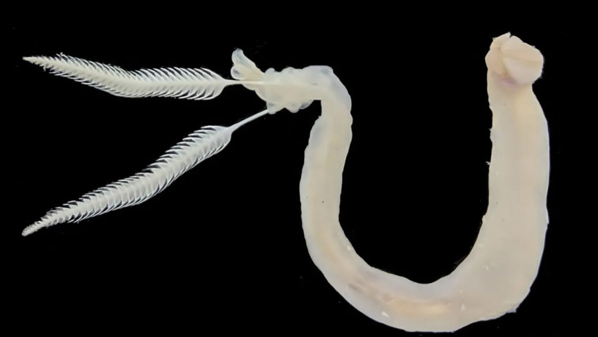 A Shipworm