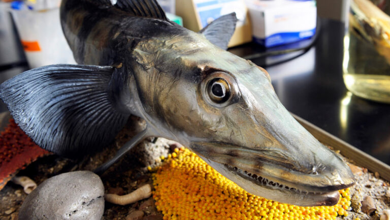Why it’s crucial that scientists lend, not toss, specimens from Antarctica