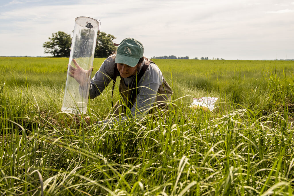 06/29/22 - ROWLEY, MA. - Johanna L’Heureux, who studies marine and environmental science, works on field research at Plum Island Estuary in Rowley, Massachusetts on Wednesday, June 29, 2022. Photo by Matthew Modoono/Northeastern University