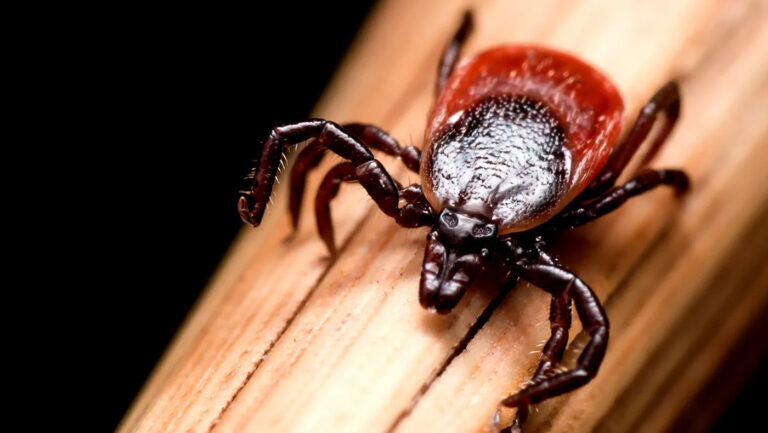 Do milder winters mean Lyme disease season lasts all year?