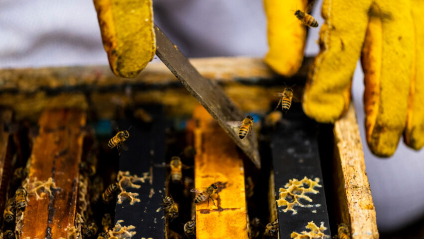 Katherine Antos spends her co-op with Best Bees Company tending to hives at private residences in Boston